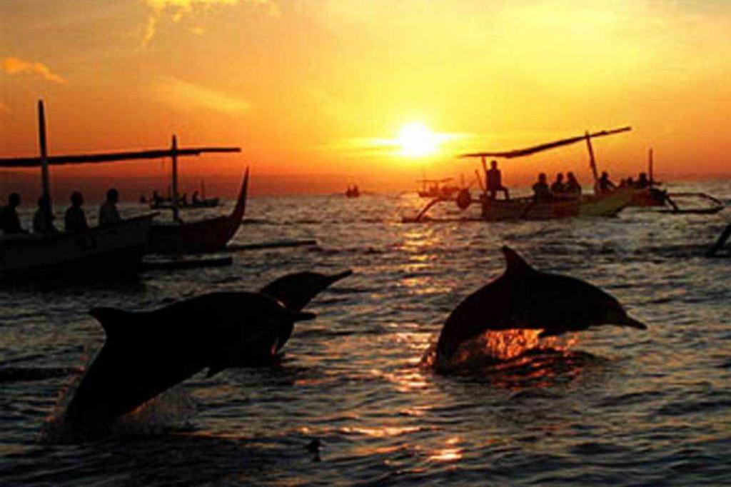 Дельфины около пляжа Ловина