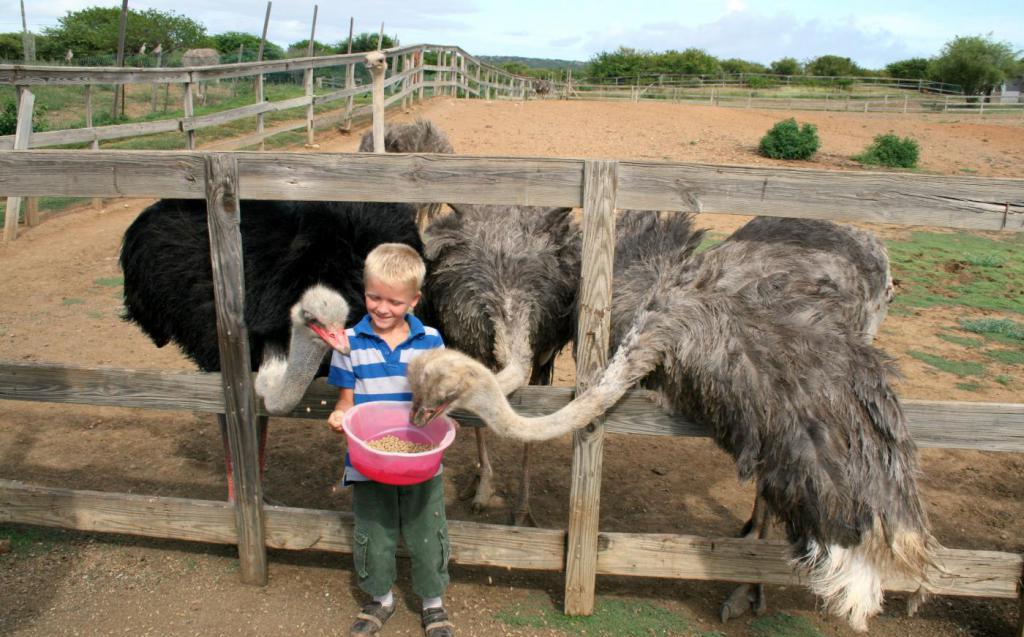 Мальчик кормит страусов на ферме