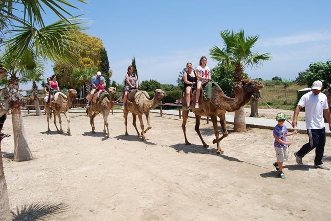 Верблюжья ферма "Camel Park"
