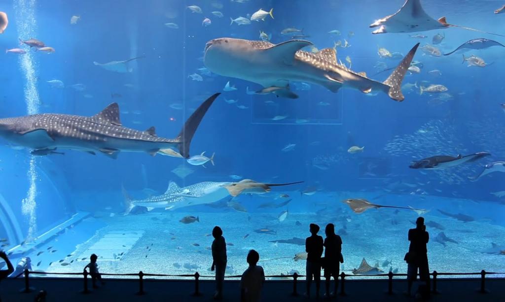 Аквариум и подводный зоопарк