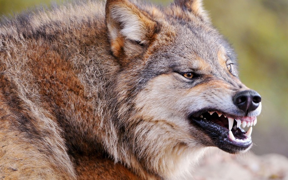 чем питается волк в природе