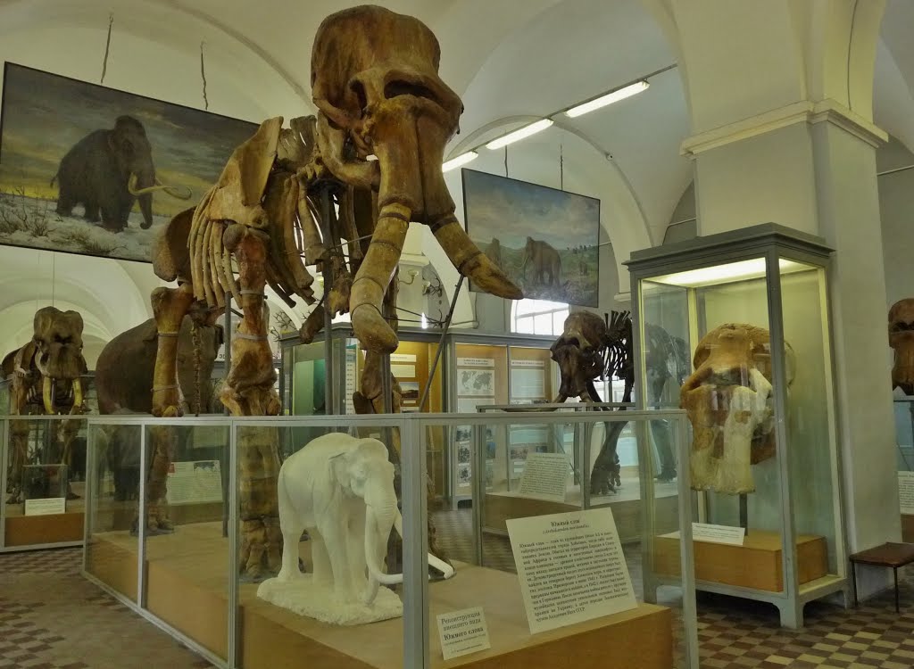 Экспонаты в зоо-музее в Питере.