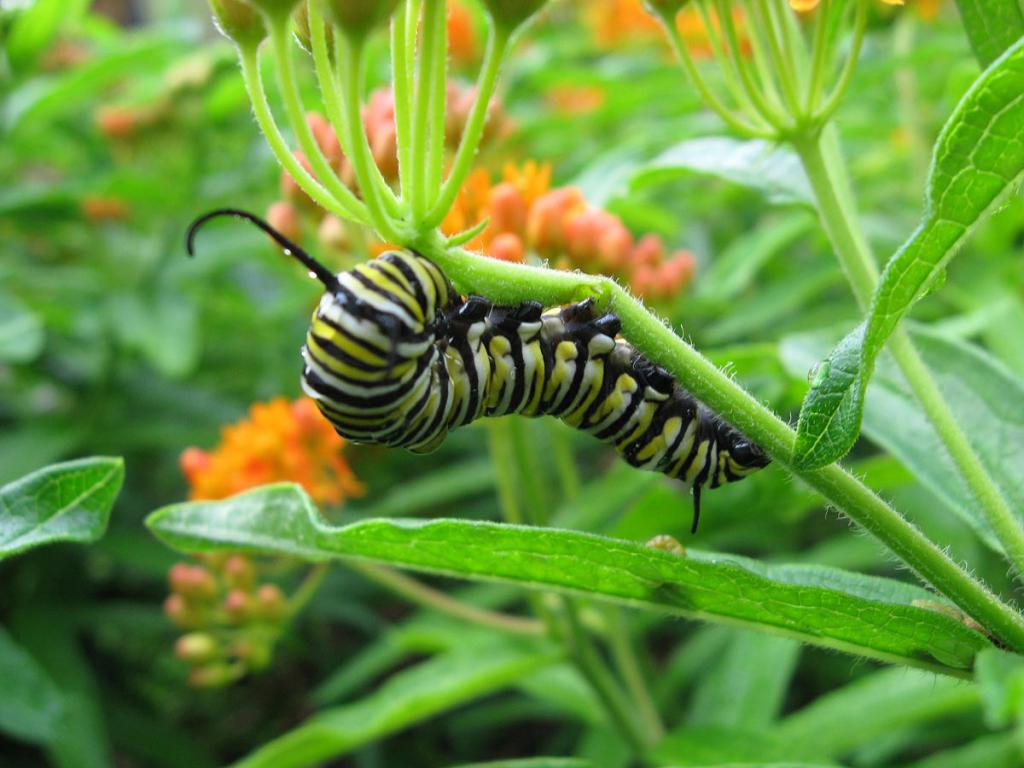 Гусеница бабочки монарх