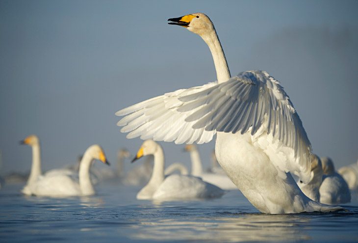 Лебеди на озере Светлое