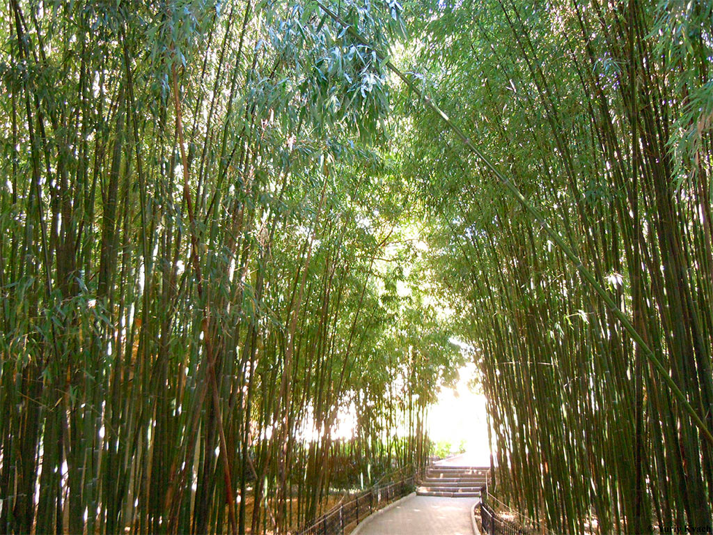 бамбуковая роща в ботаническом саду