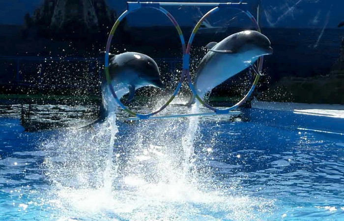 Ейский дельфинарий