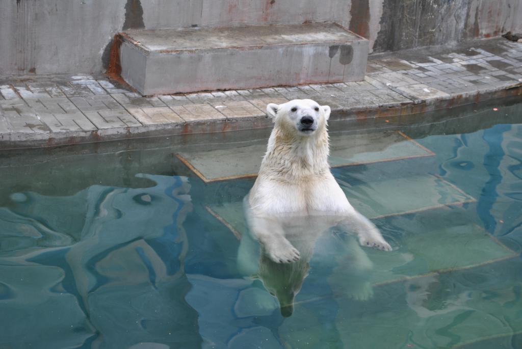 Белый медведь в зоопарке Новосибирска