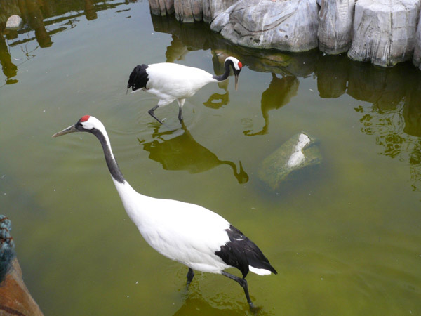 "Парк птиц" в Даляне