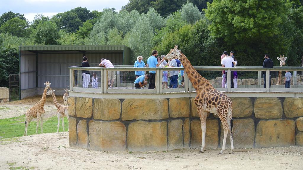 Жираф в сафари-парке.