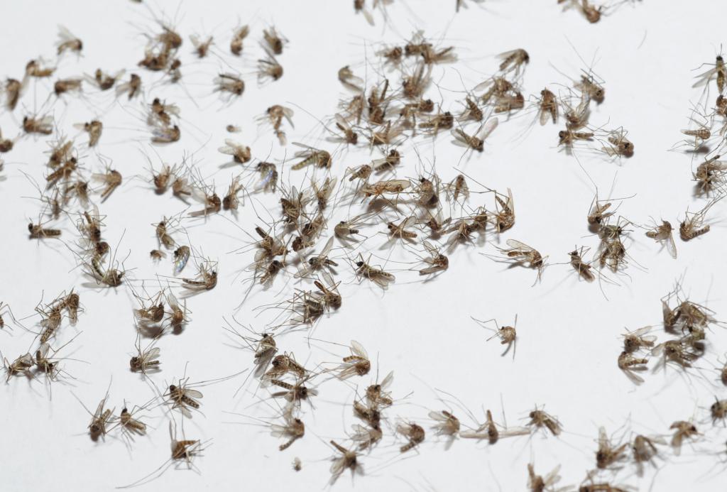 Размножение комаров