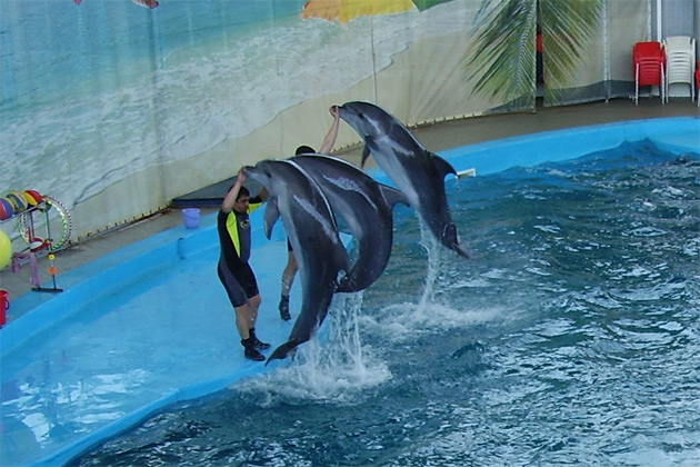 Лазаревское дельфинарий