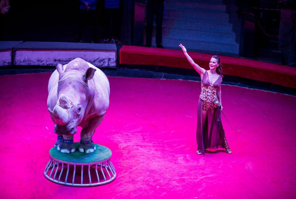 выступление носорога в цирке