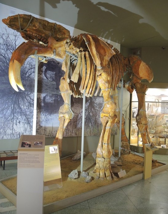 Скелет динотерия в палеонтологическом музее г. Азова
