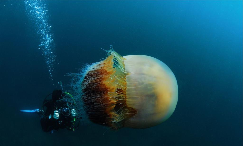 Гигантская медуза