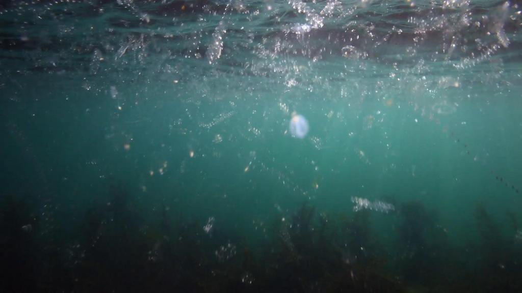 Среда обитания планктона