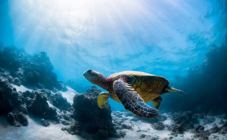 Морские черепахи в Красном море