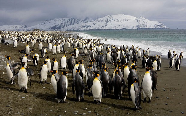 Пингвины в Новой Зеландии